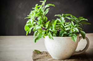 7-plants-give-oxygen-even-night-3