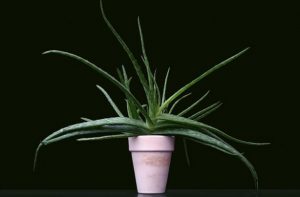 7-plants-give-oxygen-even-night