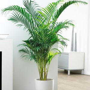 7-plants-give-oxygen-even-night-5