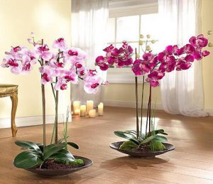 7-plants-give-oxygen-even-night-6